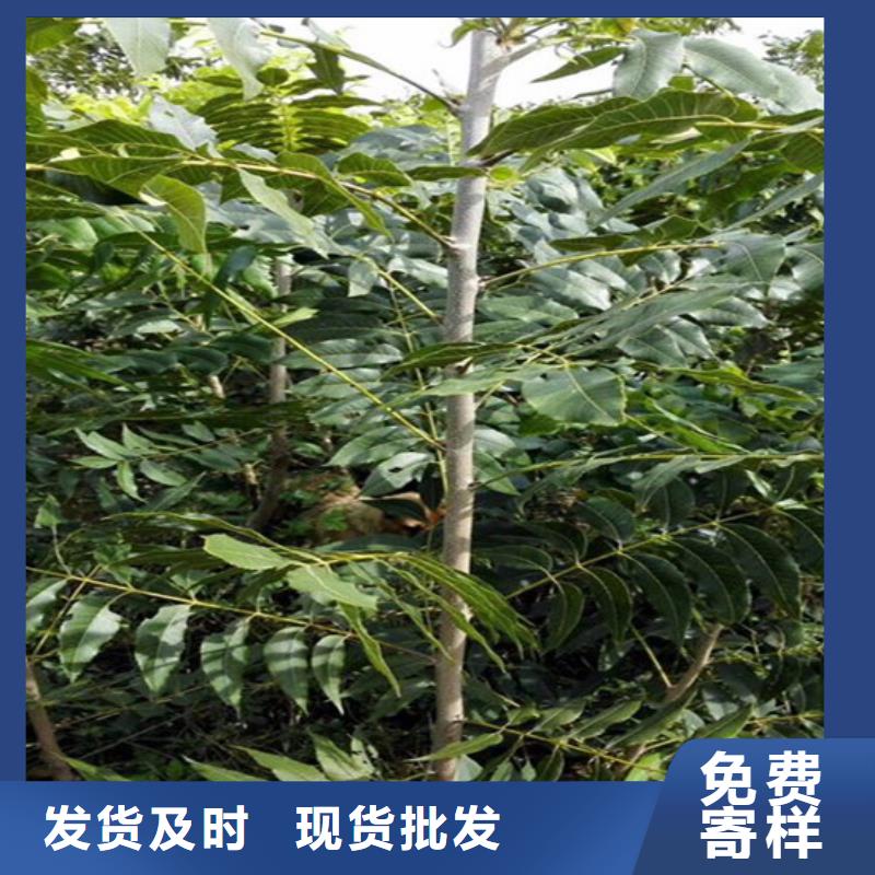 核桃树苗栽植密度厂家质量过硬