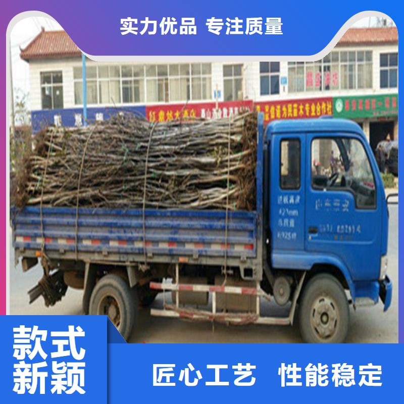辽核树苗2025已更新(今日/)同城生产商