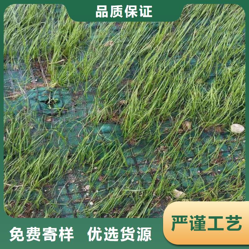椰丝植生毯本地公司