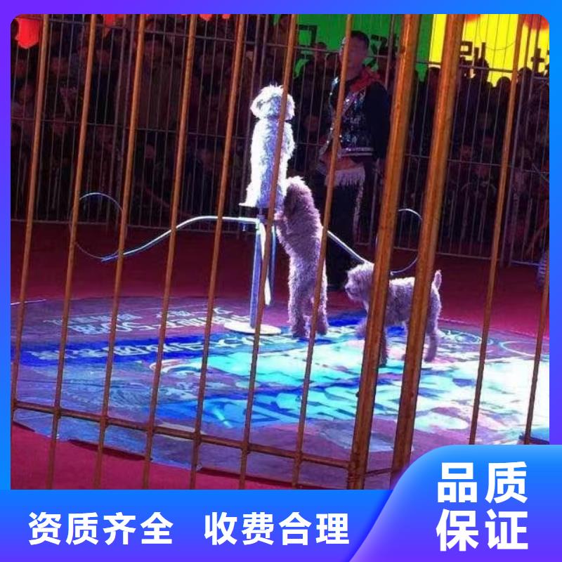 马戏团表演出租活动庆典随叫随到