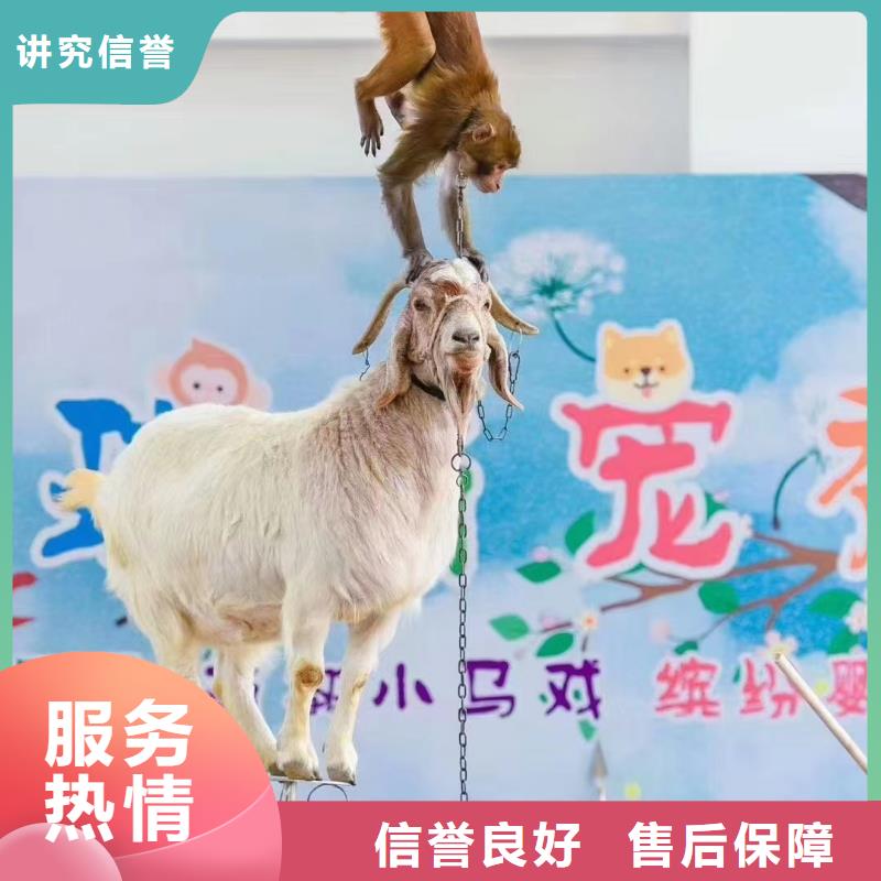 哪有租赁羊驼的免费策划同城经销商