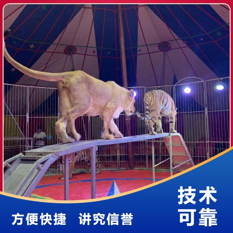 环球飞车表演出租活动庆典技术精湛