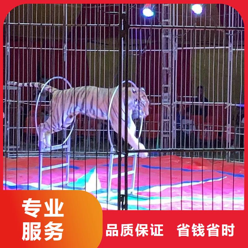 出租马戏团表演暖场气氛解决方案