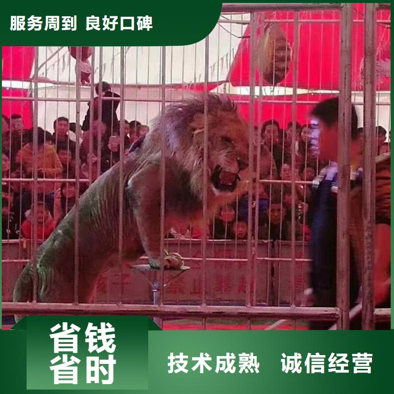 萌宠动物出租活动方案技术好