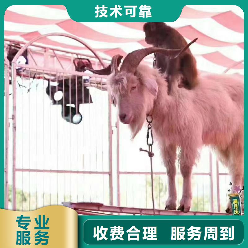 萌宠动物展出租厂家-生产销售一体长期合作