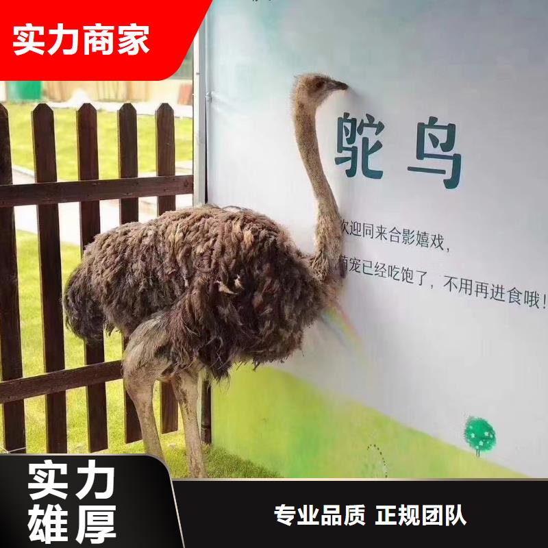哪有租赁羊驼的一手资源同城经销商