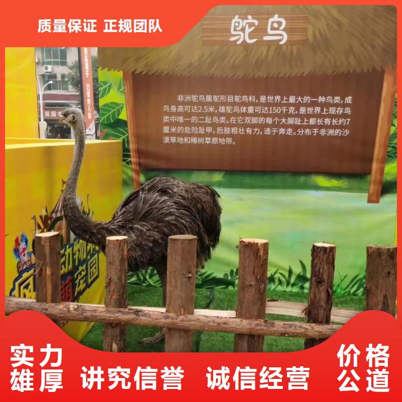 萌宠动物展出租庆典暖场专业
