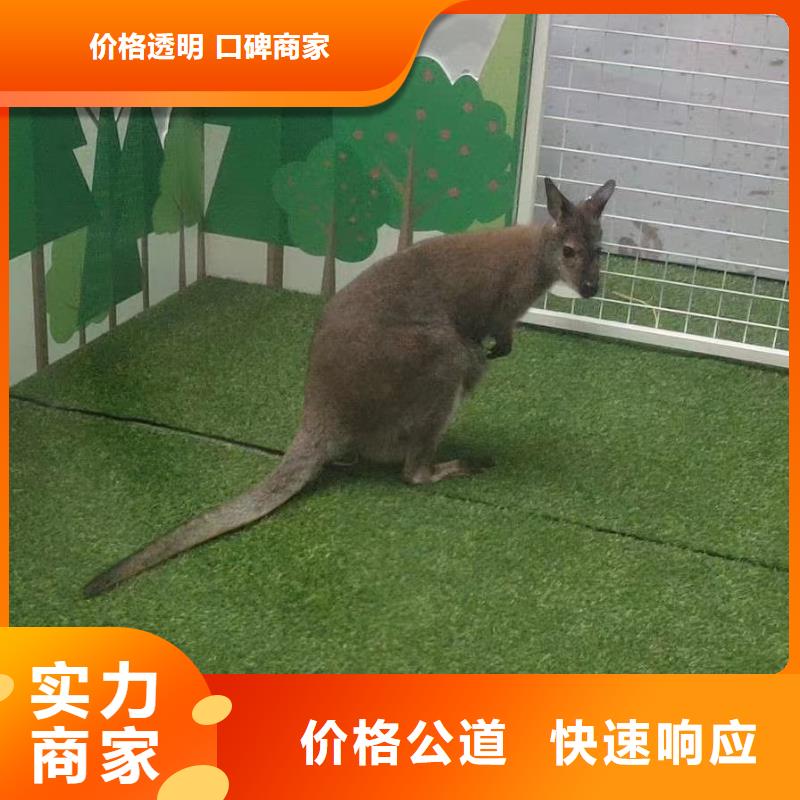 环球飞车表演出租全国承接当地货源