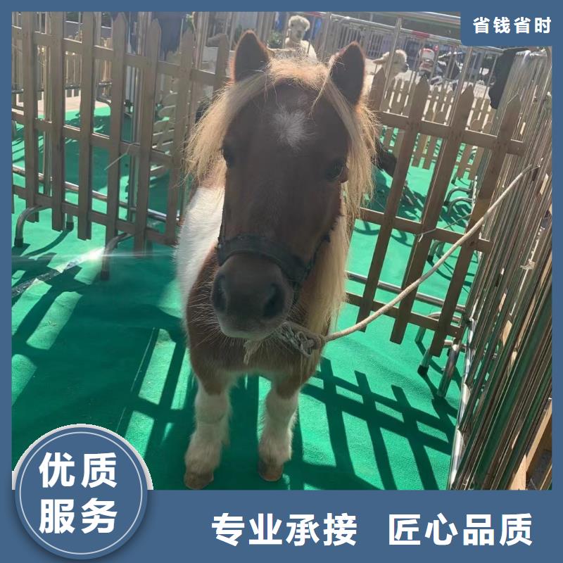 哪里有出租羊驼的点击查看同城生产厂家