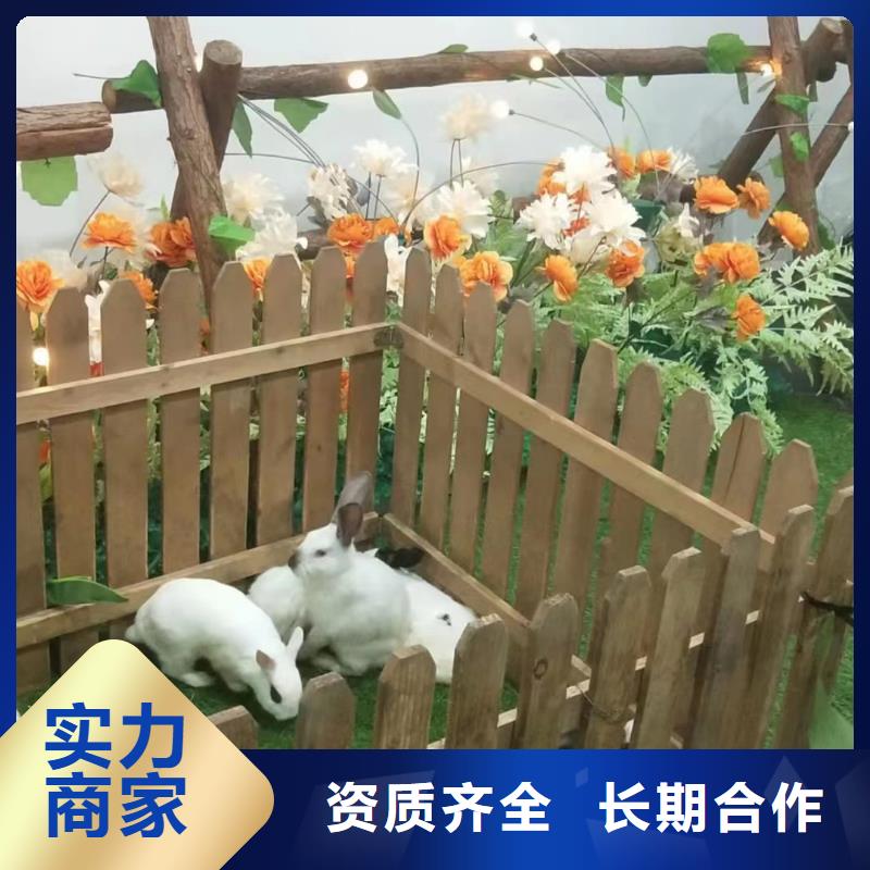 哪里有租赁动物的同城公司