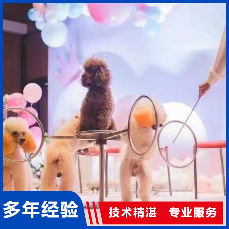 环球飞车表演租赁丰富多彩当地供应商