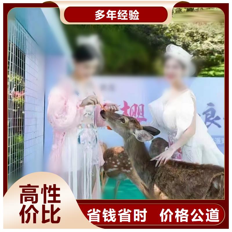 哪里有出租马戏团的技术比较好