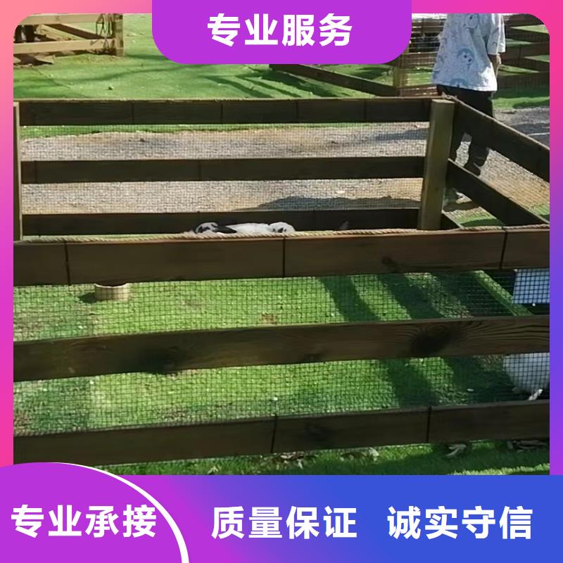环球飞车表演租赁活动方案专业公司