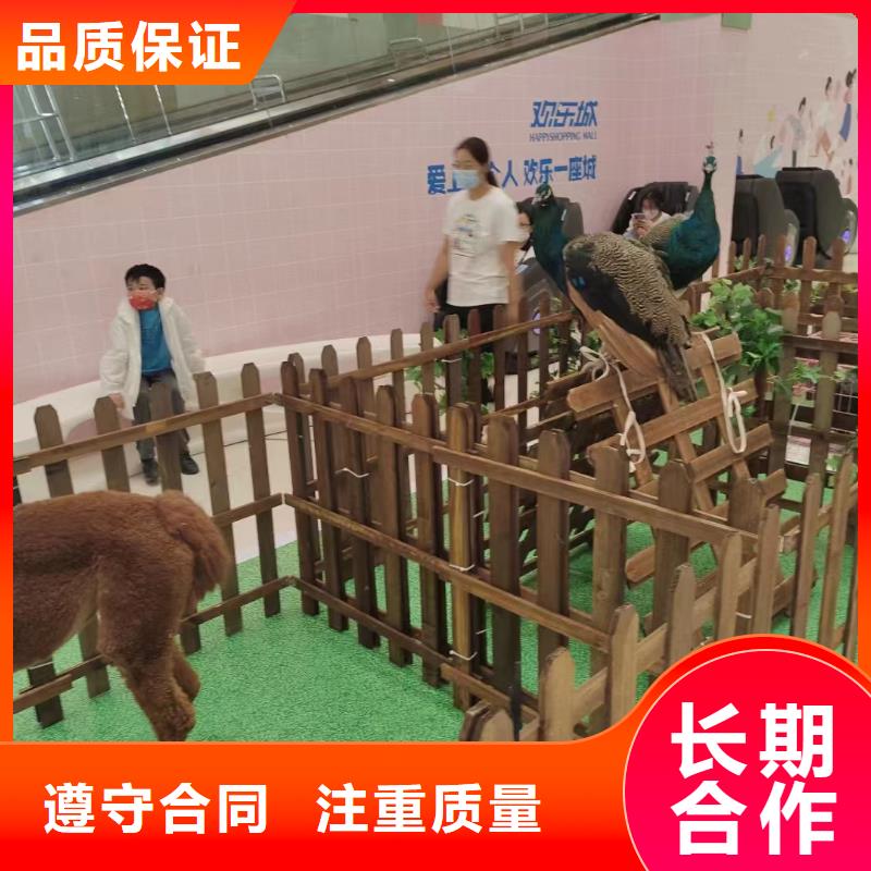 哪有租赁羊驼的联系我们品质卓越