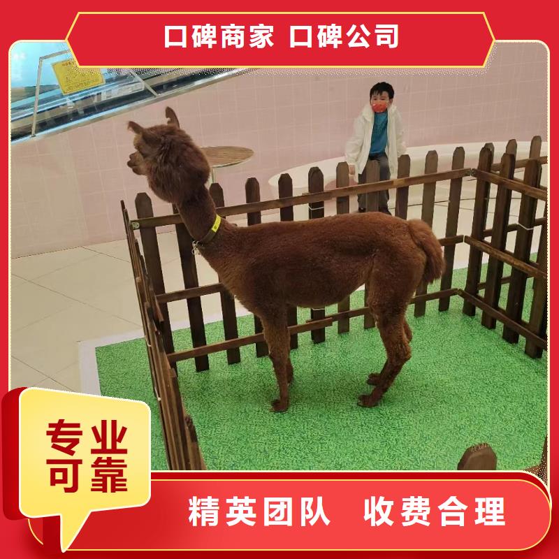 哪有出租羊驼的长期合作