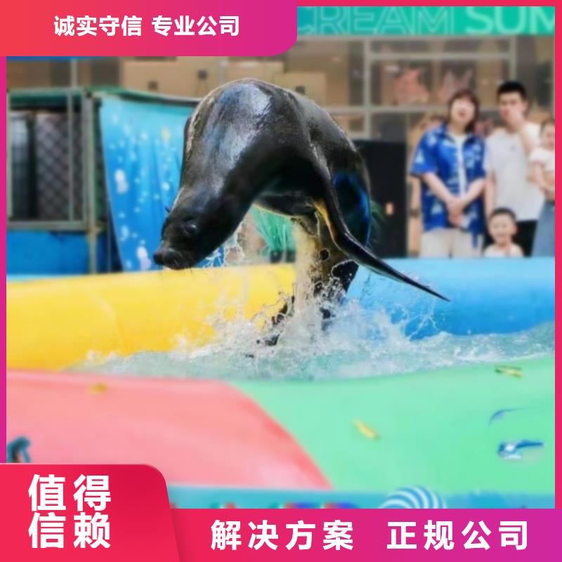 海狮表演本地货源