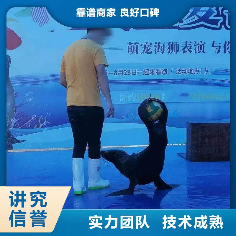 企鹅出租、企鹅出租厂家直销-发货及时经验丰富