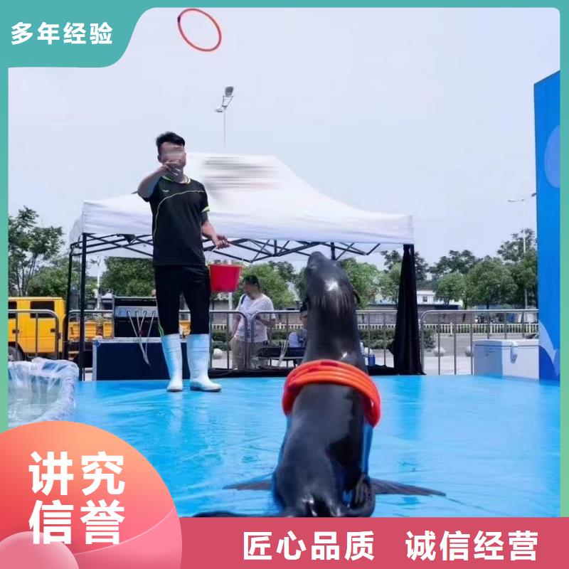 海狮表演出租海洋主题有实力