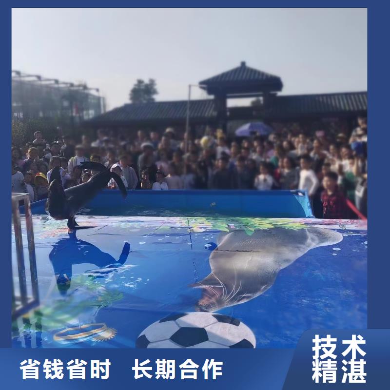 哪有租赁企鹅的免费策划本地经销商