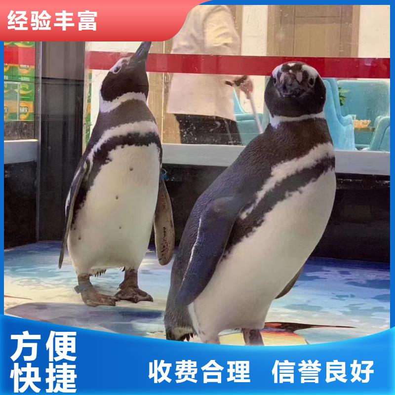哪有出租海狮表演的一手资源同城经销商