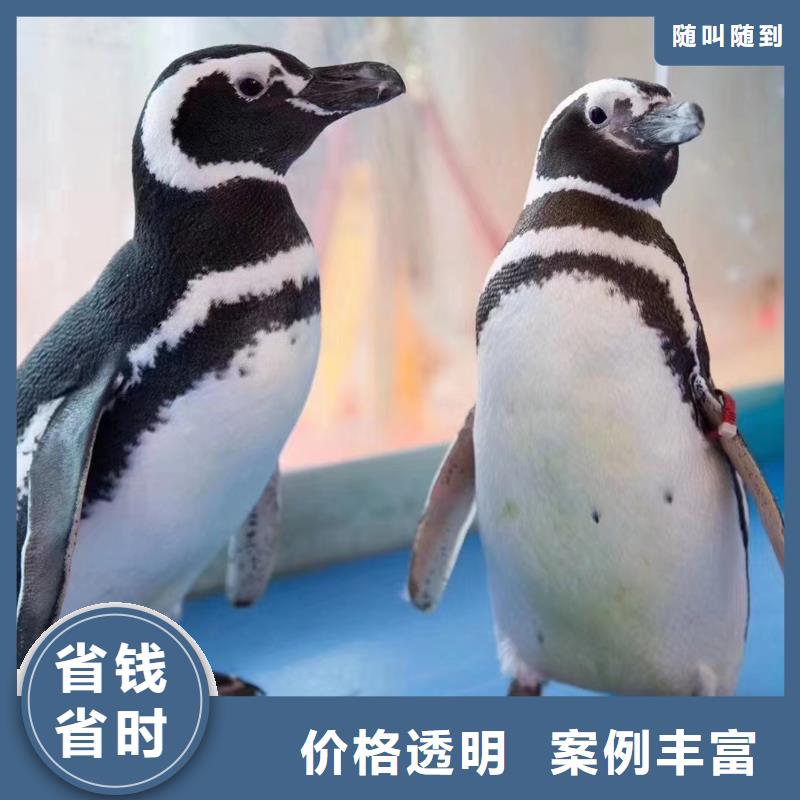 哪有出租鳄鱼表演的创意方案快速响应
