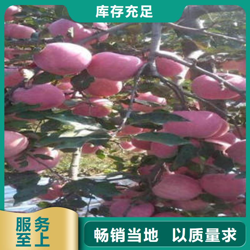 红富士苹果,苹果种植基地N年大品牌厂家直销省心省钱