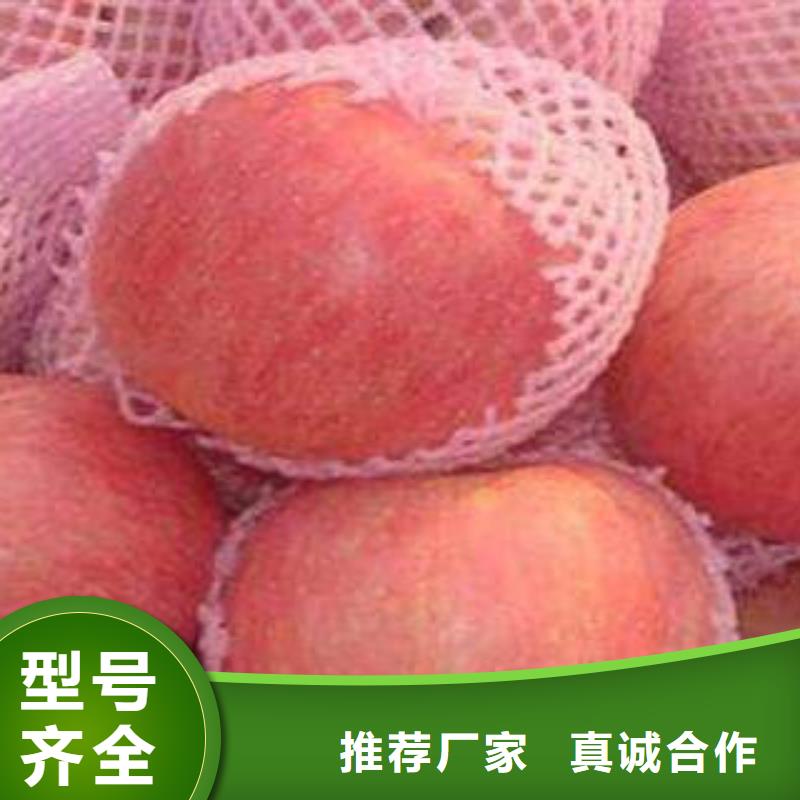 红富士苹果-【嘎啦苹果】产品细节大量现货