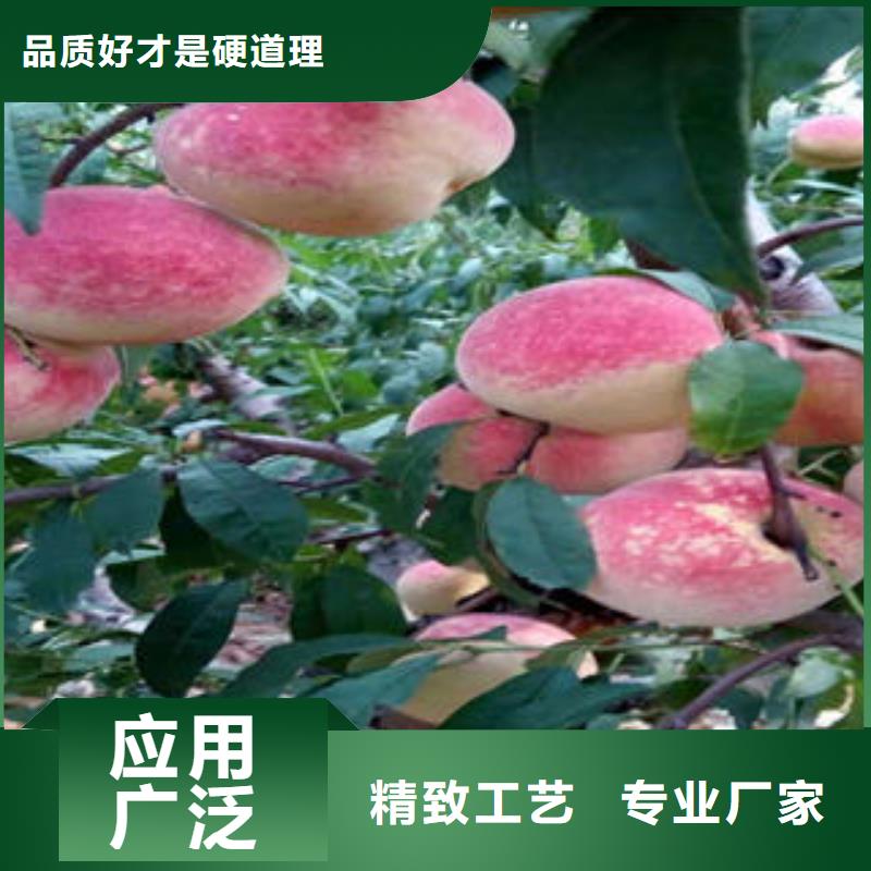桃树苗花椒苗工程施工案例本地经销商