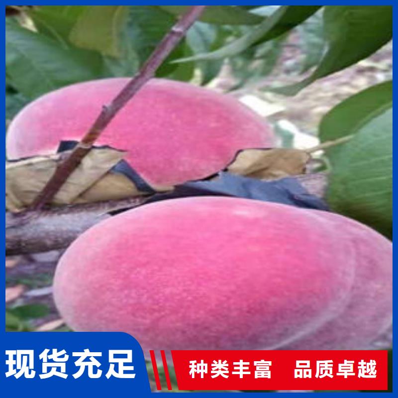【桃树苗服务始终如一】当地品牌