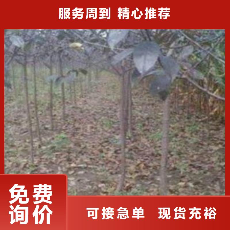 梨树苗桃树苗现货满足大量采购多年厂家可靠