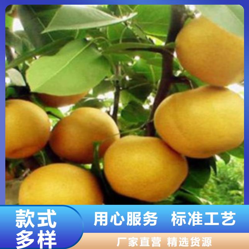 梨树苗蓝莓苗追求细节品质敢与同行比服务