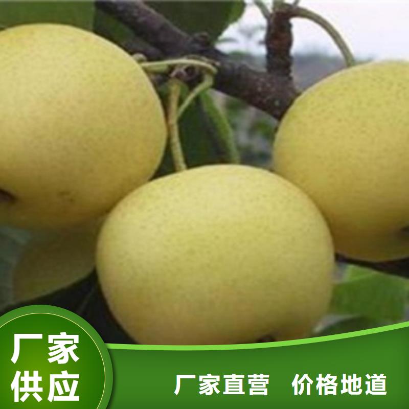 梨树苗花椒苗厂家经验丰富当地生产厂家