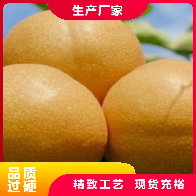 梨树苗支持大批量采购当地厂家