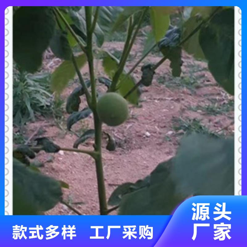 【核桃苗桃树苗货源报价】当地制造商