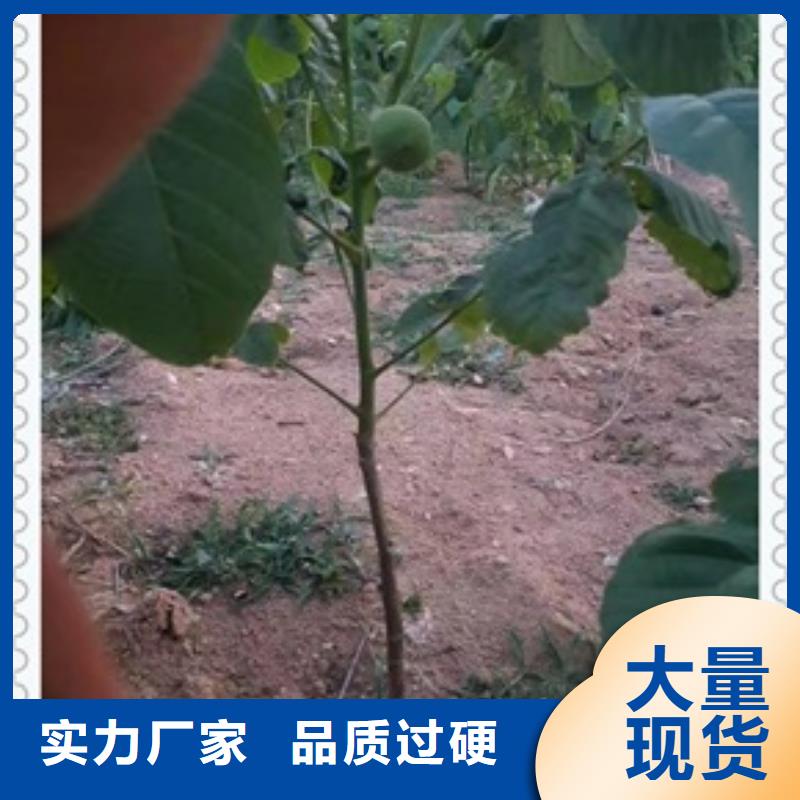 核桃苗板栗苗商家直供专注细节使用放心