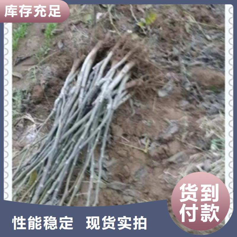 核桃苗_蓝莓苗批发供应品质好才是硬道理