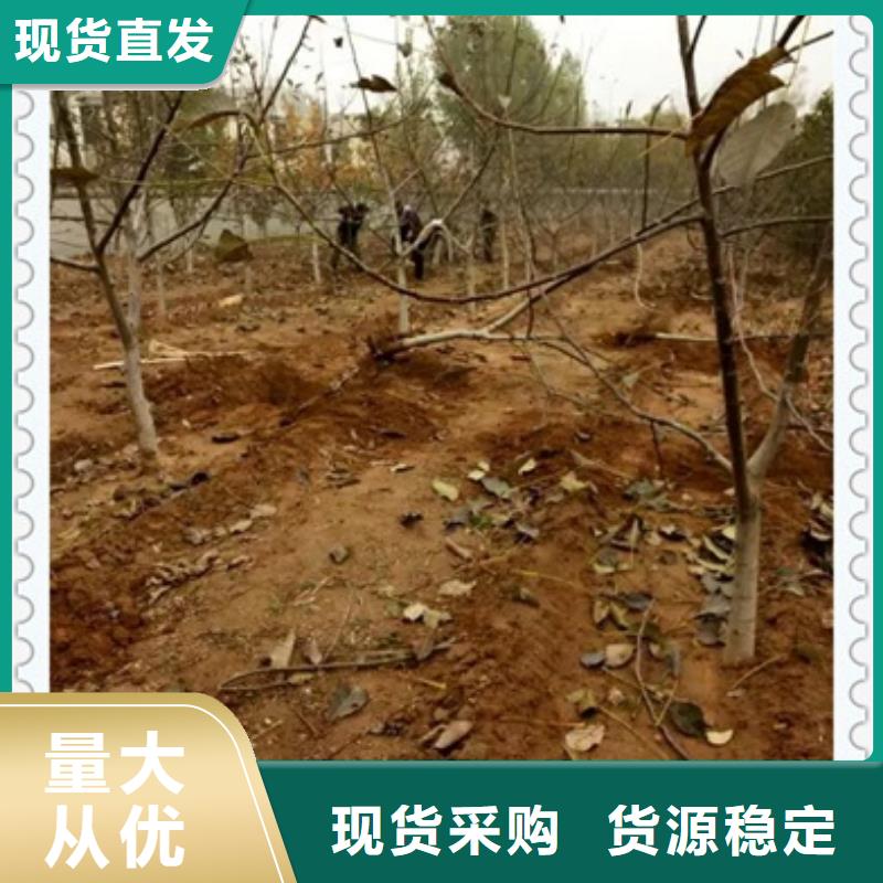 核桃苗,桃树苗源头采购供应采购