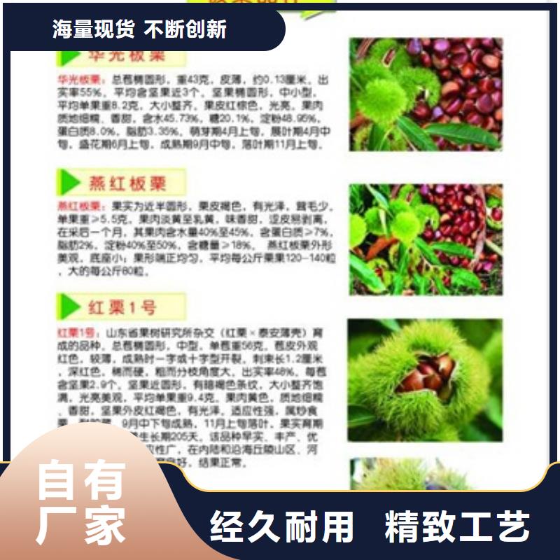 【板栗苗】,梨树苗支持批发零售值得买