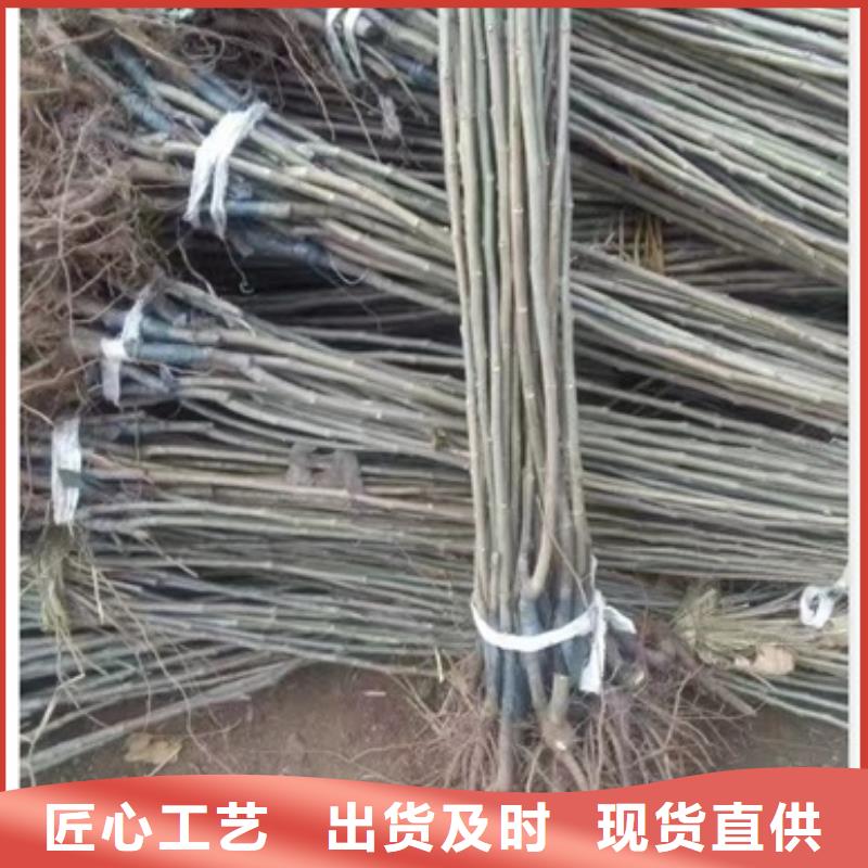 【板栗苗】李子苗规格型号全当地生产商