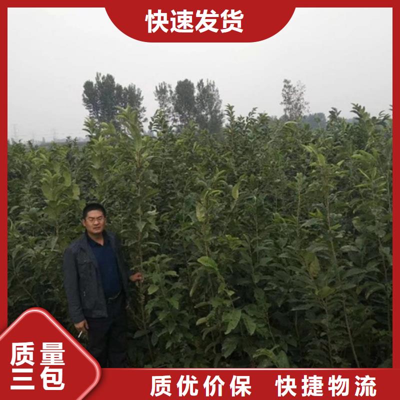 【板栗苗蓝莓苗颜色尺寸款式定制】支持定制批发