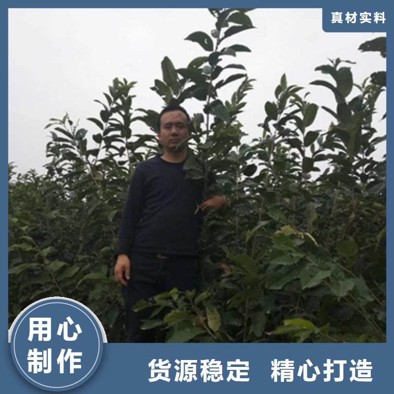 板栗苗_核桃苗用心制造当地服务商