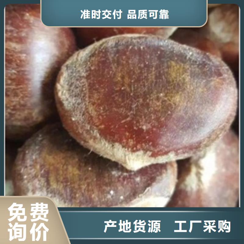 板栗苗库存丰富当地生产商