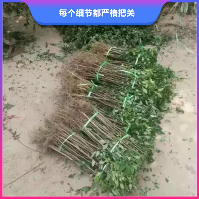 【花椒苗】板栗苗经销商质优价廉