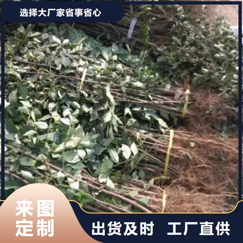 花椒苗苹果苗多年行业积累实体厂家支持定制