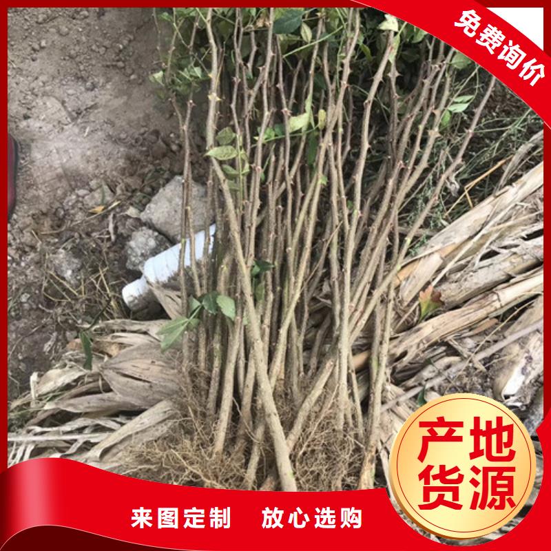 花椒苗板栗苗价格合理您想要的我们都有