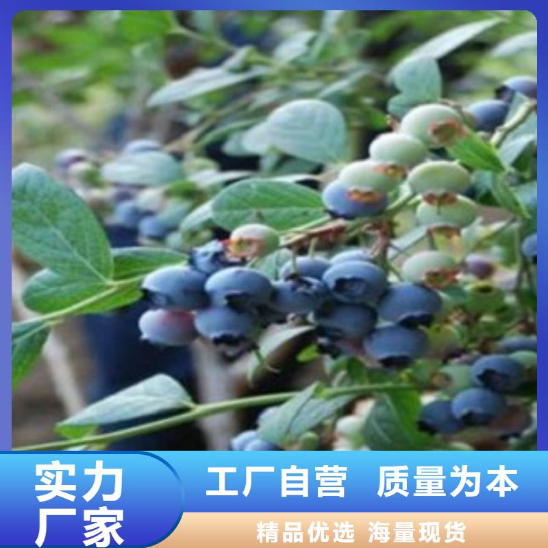 【蓝莓苗】山楂苗生产加工同城品牌