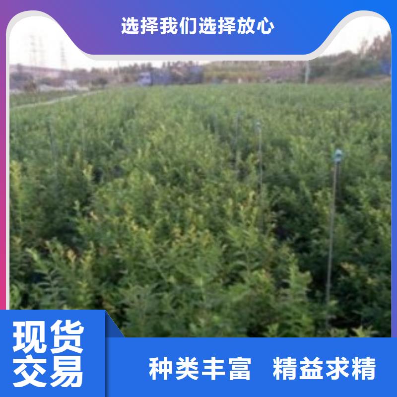 【蓝莓苗】_桃树苗物美价优一对一为您服务