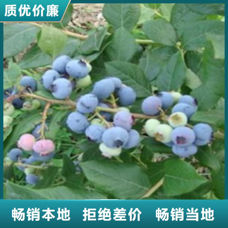 蓝莓苗厂家直销质量检测