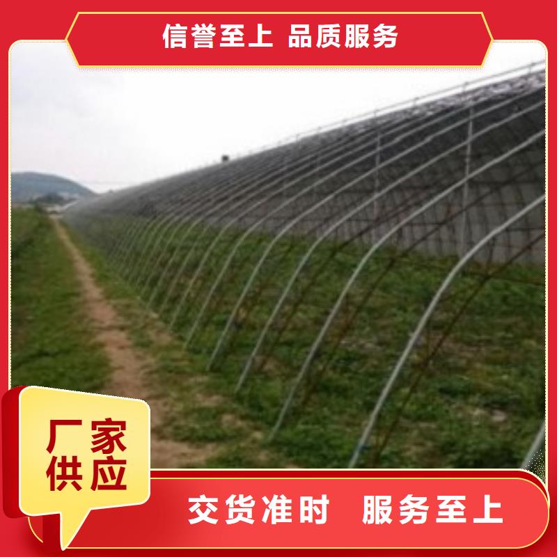 蓝莓苗苹果苗用好材做好产品多年行业经验