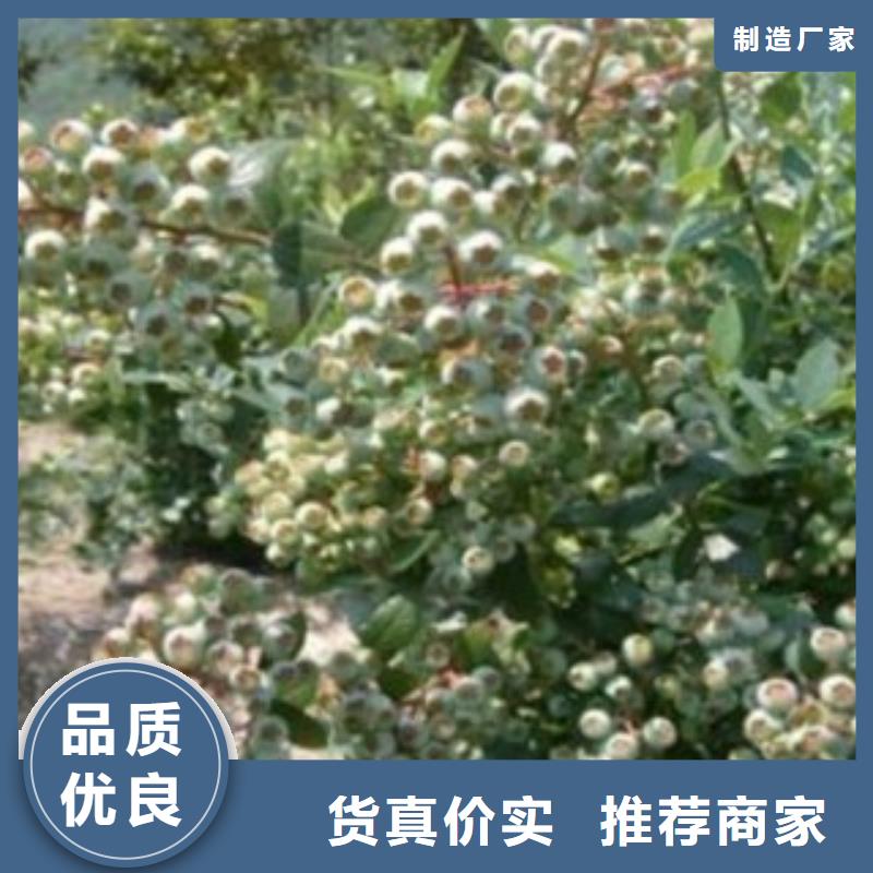 蓝莓苗-梨树苗厂家拥有先进的设备本地生产商